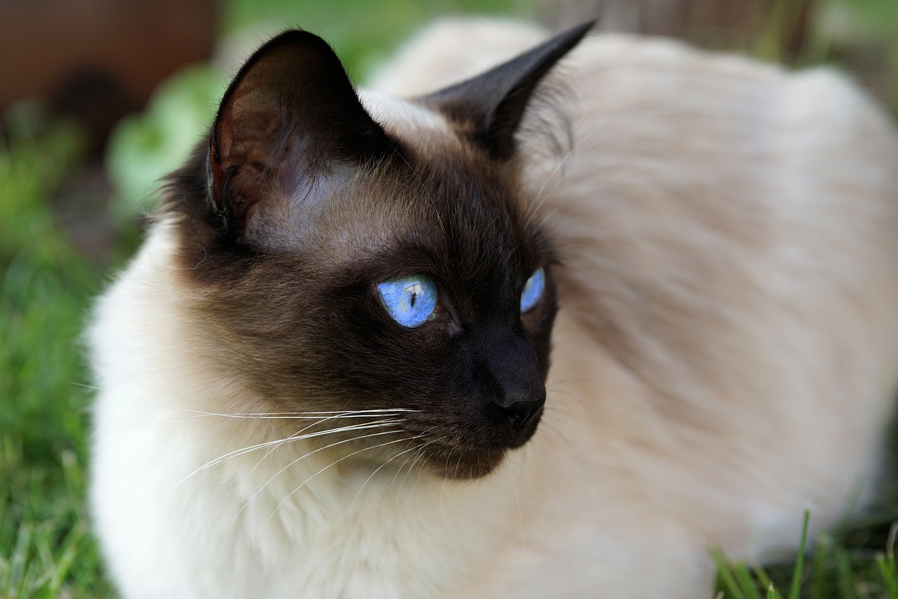 The Distinct Features of Siamese Cats